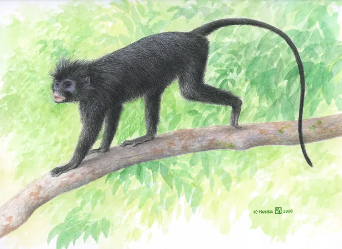 Un mono con marcas naranja alrededor de la boca fue identificado como nueva especie en el Congo.jpg